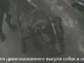 Как убирать какашки за собакой....wmv
