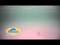 How to Series 2 - Soft plastic retrieves