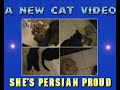A New Cat Video - She's Persian Proud