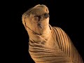 How much do you love your pet? Animal mummies reveal intriguing clues about life and death in ancient Egypt.
