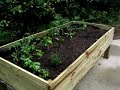 Container Garden Container Garden