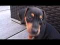 videos de DDFCMWNLENP '08