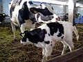 Geboorte van een kalf - Birth of a calf Geboorte van een kalf - Birth of a calf