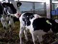 Geboorte van een kalf - Birth of a calf