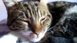 Experience the PURR