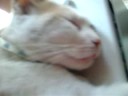 gurru lengua afuera