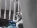 のら猫ジョンくん(ジョンさん?)