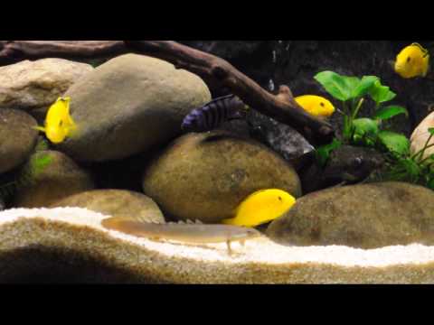 Yellow Lab Cichlid Holding and Close Up Shots