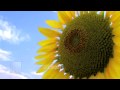 Nature Stock Footage