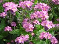 andre rieu   strauss medley