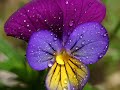 andre rieu   strauss medley