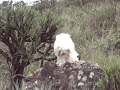 fred, dog, maltes