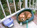 眠りイヌ動画