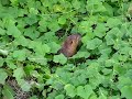 淀川のヌートリア　coypu in Yodogawa Riv.