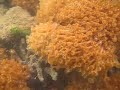 Corals waving in the current