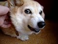 Lucky the Corgi and bath nights