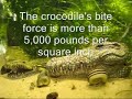 Killer Croc