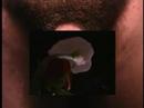 Yo Manzana / Me Apple part I of II