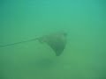 la jolla shores bat ray  sting ray 