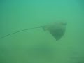 la jolla shores bat ray  sting ray 