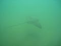 la jolla shores bat ray  sting ray 