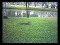是樂園 Lumphini Park ：蜥蜴 Lizard