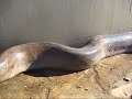 Sneks