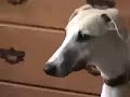 Wonder Whippet