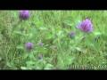 infant herbal eczema remedy