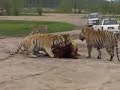 crueldad con animales en china crueldad con animales en china