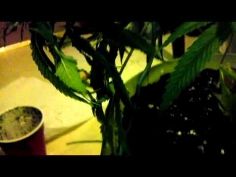 how to grow weed lst method