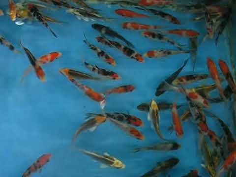 Madankoi 2-3 koi A.avi