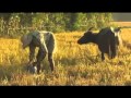 Cuisine of Sri Lanka - Far Eastern Odyssey - Part 3 of 4