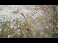 here is some vibes from lappland, finland, with the autumn colours, ruska. the song is 