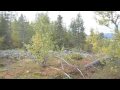 here is some vibes from lappland, finland, with the autumn colours, ruska. the song is 