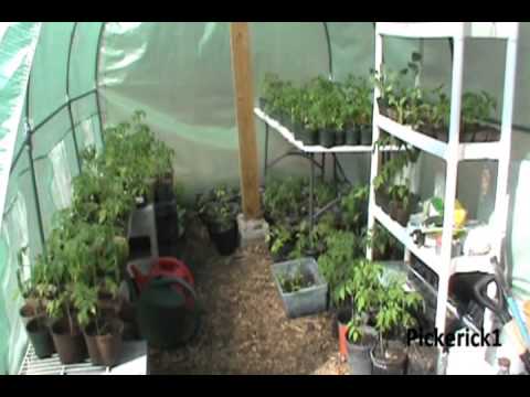 how to transplant tomato plants into garden