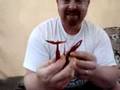 How to Peel Louisiana Crawfish