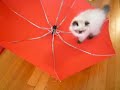 Cat vs Umbrella!