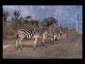May 2001, kwazulu-Natal, South Africa