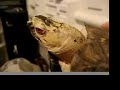 Woody The Eastern Box Turtle Woody The Eastern Box Turtle