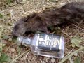 Erick me grabó un día de aquellos con su Nokia asdf, en los que me creía el mero mero tomando nada menos que un Ballantine's. Me encontraba sumido en la salsa del carrete, claramente, inconsciente. Fue un buen momento recuerdo jajajajaja.