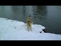 Falco hat Spaß im Schnee...