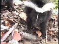 Click here to watch this video That Skunk Is Mad - Parry Gripp