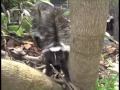 That Skunk Is Mad - Parry Gripp