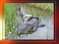 Python vs Alligator