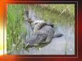 Python vs Alligator