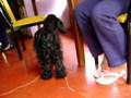 videos de lolita(mi perra llorona 2 )