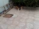 Beagle Doquinha Beagle Doquinha