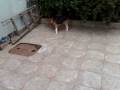 Beagle Doquinha