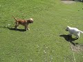 Harissa playing with another puppy